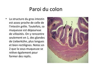 Paroi du colon 
• La structure du gros intestin 
est assez proche de celle de 
l'intestin grêle. Toutefois, sa 
muqueuse est dépourvue 
de villosités. On y rencontre 
seulement en 1, des glandes 
de Lieberkühn, plus longues 
et bien rectilignes. Notez en 
2 que la sous-muqueuse se 
relève également pour 
former des replis.  
 