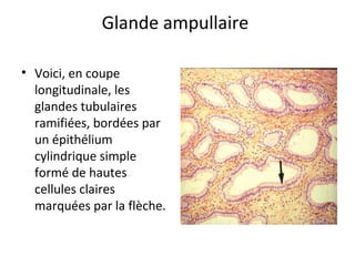Glande ampullaire
• Voici, en coupe
longitudinale, les
glandes tubulaires
ramifiées, bordées par
un épithélium
cylindrique simple
formé de hautes
cellules claires
marquées par la flèche.
 