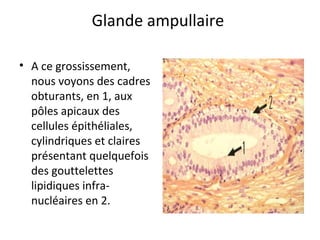 Glande ampullaire
• A ce grossissement,
nous voyons des cadres
obturants, en 1, aux
pôles apicaux des
cellules épithéliales,
cylindriques et claires
présentant quelquefois
des gouttelettes
lipidiques infra-
nucléaires en 2.
 