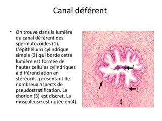 Canal déférent 
• On trouve dans la lumière 
du canal déférent des 
spermatozoides (1). 
L'épithélium cylindrique 
simple (2) qui borde cette 
lumière est formée de 
hautes cellules cylindriques 
à différenciation en 
stéréocils, présentant de 
nombreux aspects de 
pseudostratification. Le 
chorion (3) est discret. La 
musculeuse est notée en(4). 
 