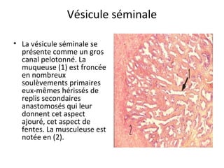 Vésicule séminale
• La vésicule séminale se 
présente comme un gros 
canal pelotonné. La 
muqueuse (1) est froncée 
en nombreux 
soulèvements primaires 
eux-mêmes hérissés de 
replis secondaires 
anastomosés qui leur 
donnent cet aspect 
ajouré, cet aspect de 
fentes. La musculeuse est 
notée en (2). 
 