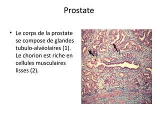 Prostate 
• Le corps de la prostate 
se compose de glandes 
tubulo-alvéolaires (1). 
Le chorion est riche en 
cellules musculaires 
lisses (2). 
 
