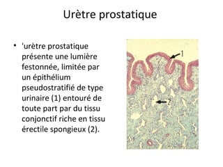 Urètre prostatique 
• 'urètre prostatique 
présente une lumière 
festonnée, limitée par 
un épithélium 
pseudostratifié de type 
urinaire (1) entouré de 
toute part par du tissu 
conjonctif riche en tissu 
érectile spongieux (2). 
 