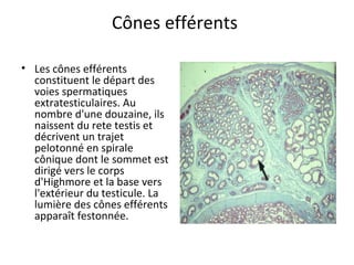 Cônes efférents
• Les cônes efférents
constituent le départ des
voies spermatiques
extratesticulaires. Au
nombre d'une douzaine, ils
naissent du rete testis et
décrivent un trajet
pelotonné en spirale
cônique dont le sommet est
dirigé vers le corps
d'Highmore et la base vers
l'extérieur du testicule. La
lumière des cônes efférents
apparaît festonnée.
 