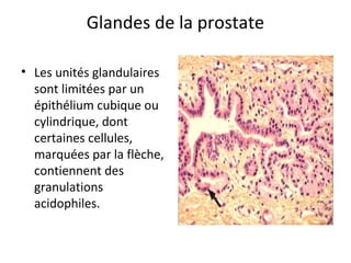 Glandes de la prostate
• Les unités glandulaires 
sont limitées par un 
épithélium cubique ou 
cylindrique, dont 
certaines cellules, 
marquées par la flèche, 
contiennent des 
granulations 
acidophiles.
 