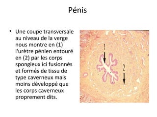 Pénis 
• Une coupe transversale 
au niveau de la verge 
nous montre en (1) 
l'urètre pénien entouré 
en (2) par les corps 
spongieux ici fusionnés 
et formés de tissu de 
type caverneux mais 
moins développé que 
les corps caverneux 
proprement dits.
 