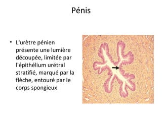 Pénis
• L'urètre pénien 
présente une lumière 
découpée, limitée par 
l'épithélium urétral 
stratifié, marqué par la 
flèche, entouré par le 
corps spongieux
 