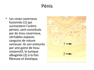 Pénis
• Les corps caverneux 
fusionnés (1) qui 
surmontent l'urètre 
pénien, sont constitués 
par du tissu caverneux, 
véritables espaces 
sanguins de nature 
veineuse. Ils son entourés 
par une gaine de tissu 
conjonctif, la tunique 
albuginée (2) à la fois 
fibreuse et élastique.
 