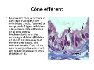 Cône efférent
• La paroi des cônes efférents se
constitue d'un épithélium
cylindrique simple, festonné et
composé de 2 types cellulaires
: des cellules ciliées (fléchées
en 1) avec plateau
blépharoblastique et des
cellules glandulaires (fléchées
en 2). Cet épithélium repose
sur une lame basale, elle-
même entourée d'une mince
couche conjonctive contenant
des cellules musculaires lisses
(fléchées en 3).
 