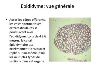 Epididyme: vue générale
• Après les cônes efférents,
les voies spermatiques
extratesticulaires se
poursuivent avec
l'épididyme. Long de 4 à 6
mètres, le canal
épididymaire est
extrêmement tortueux et
replié sur lui-même, d'où
les multiples types de
sections dans cet organe.
 