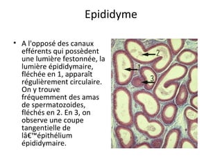 Epididyme
• A l'opposé des canaux
efférents qui possèdent
une lumière festonnée, la
lumière épididymaire,
fléchée en 1, apparaît
régulièrement circulaire.
On y trouve
fréquemment des amas
de spermatozoides,
fléchés en 2. En 3, on
observe une coupe
tangentielle de
lâ€™épithélium
épididymaire.
 