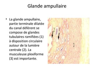 Glande ampullaire
• La glande ampullaire,
partie terminale dilatée
du canal déférent se
compose de glandes
tubulaires ramifiées (1)
à disposition circulaire
autour de la lumière
centrale (2). La
musculeuse plexiforme
(3) est importante.
 