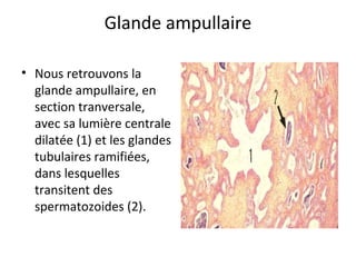 Glande ampullaire
• Nous retrouvons la
glande ampullaire, en
section tranversale,
avec sa lumière centrale
dilatée (1) et les glandes
tubulaires ramifiées,
dans lesquelles
transitent des
spermatozoides (2).
 