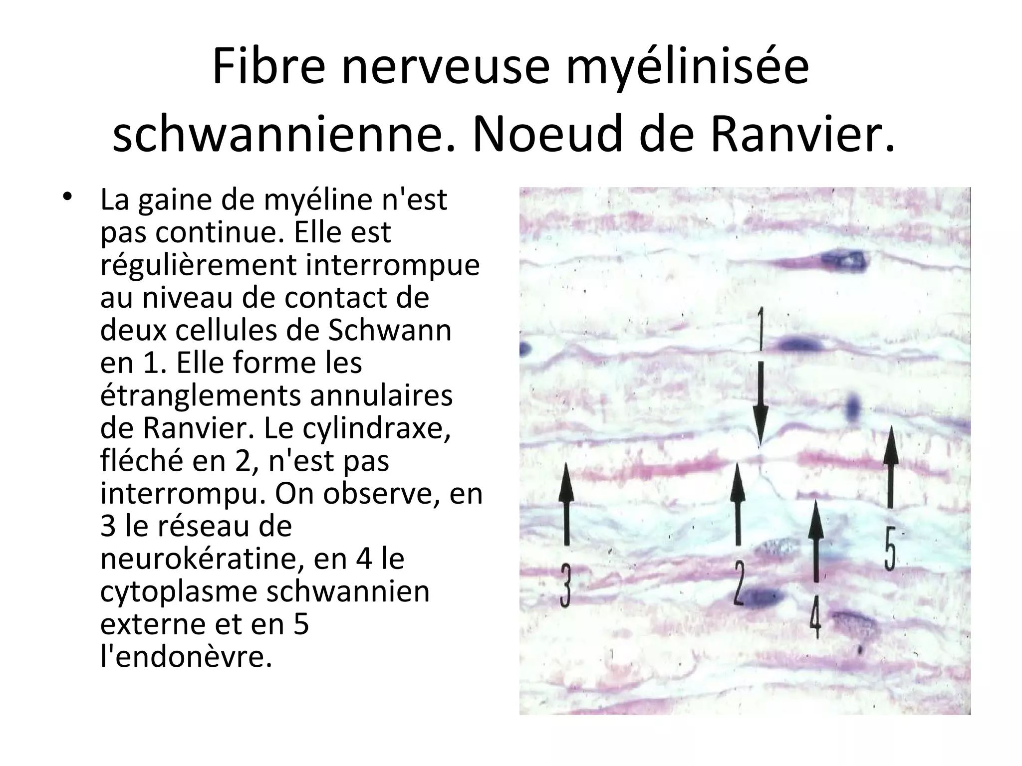 Fibre nerveuse myélinisée 
schwannienne. Noeud de Ranvier. 
• La gaine de myéline n'est 
pas continue. Elle est 
régulièrement interrompue 
au niveau de contact de 
deux cellules de Schwann 
en 1. Elle forme les 
étranglements annulaires 
de Ranvier. Le cylindraxe, 
fléché en 2, n'est pas 
interrompu. On observe, en 
3 le réseau de 
neurokératine, en 4 le 
cytoplasme schwannien 
externe et en 5 
l'endonèvre.  
 