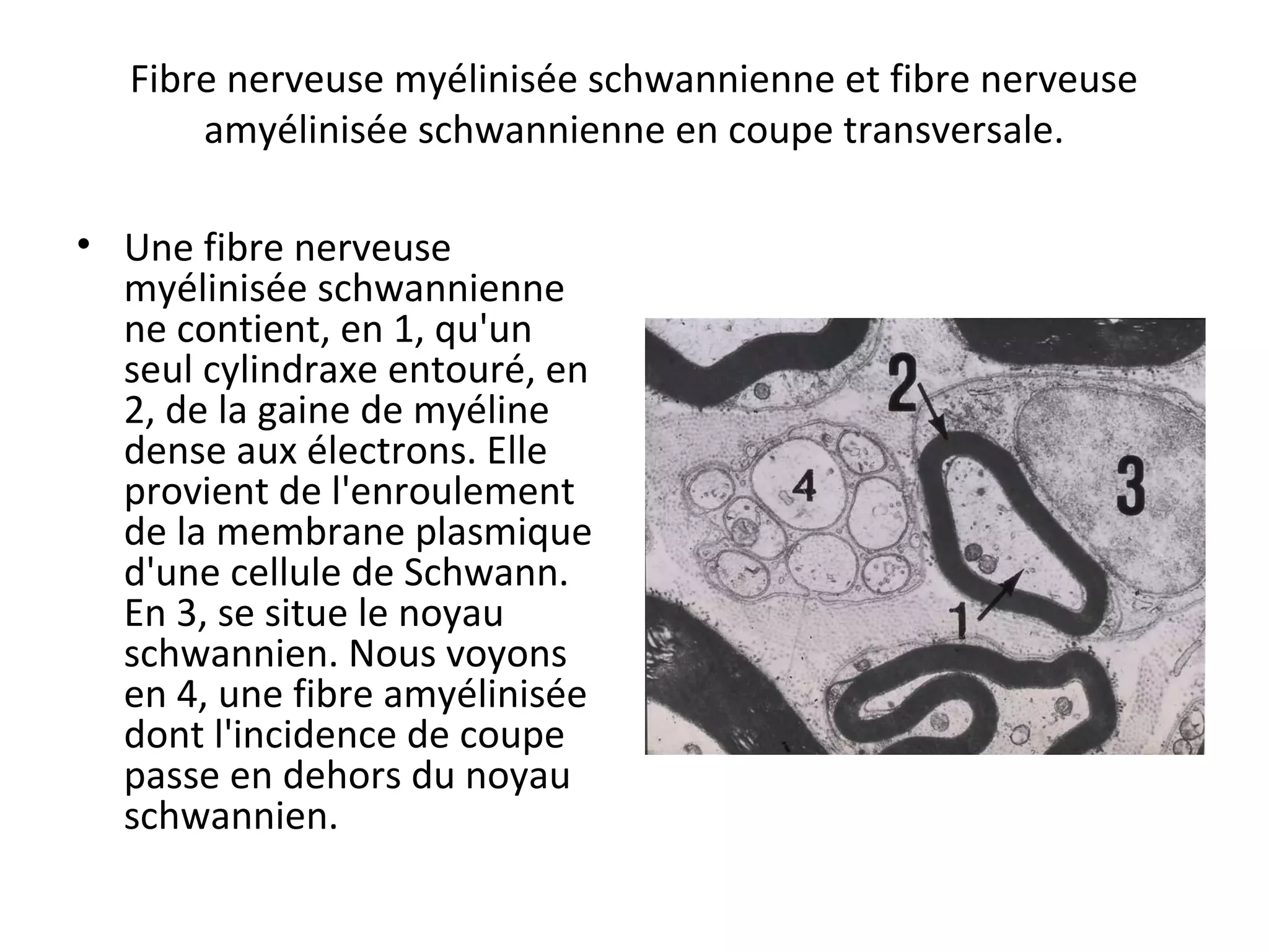 Fibre nerveuse myélinisée schwannienne et fibre nerveuse
amyélinisée schwannienne en coupe transversale.
• Une fibre nerveuse
myélinisée schwannienne
ne contient, en 1, qu'un
seul cylindraxe entouré, en
2, de la gaine de myéline
dense aux électrons. Elle
provient de l'enroulement
de la membrane plasmique
d'une cellule de Schwann.
En 3, se situe le noyau
schwannien. Nous voyons
en 4, une fibre amyélinisée
dont l'incidence de coupe
passe en dehors du noyau
schwannien.
 