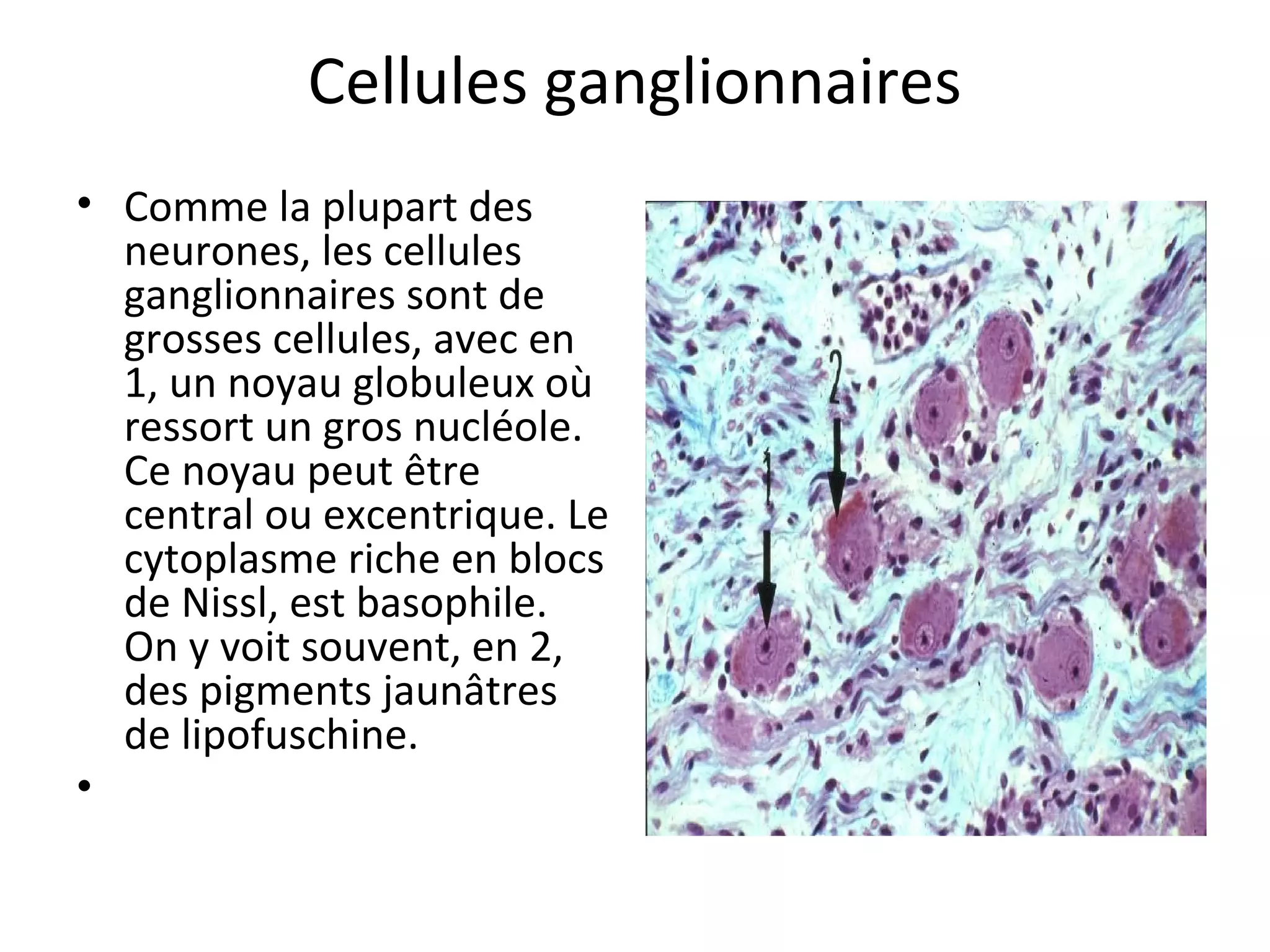 Cellules ganglionnaires
• Comme la plupart des
neurones, les cellules
ganglionnaires sont de
grosses cellules, avec en
1, un noyau globuleux où
ressort un gros nucléole.
Ce noyau peut être
central ou excentrique. Le
cytoplasme riche en blocs
de Nissl, est basophile.
On y voit souvent, en 2,
des pigments jaunâtres
de lipofuschine.
•
 