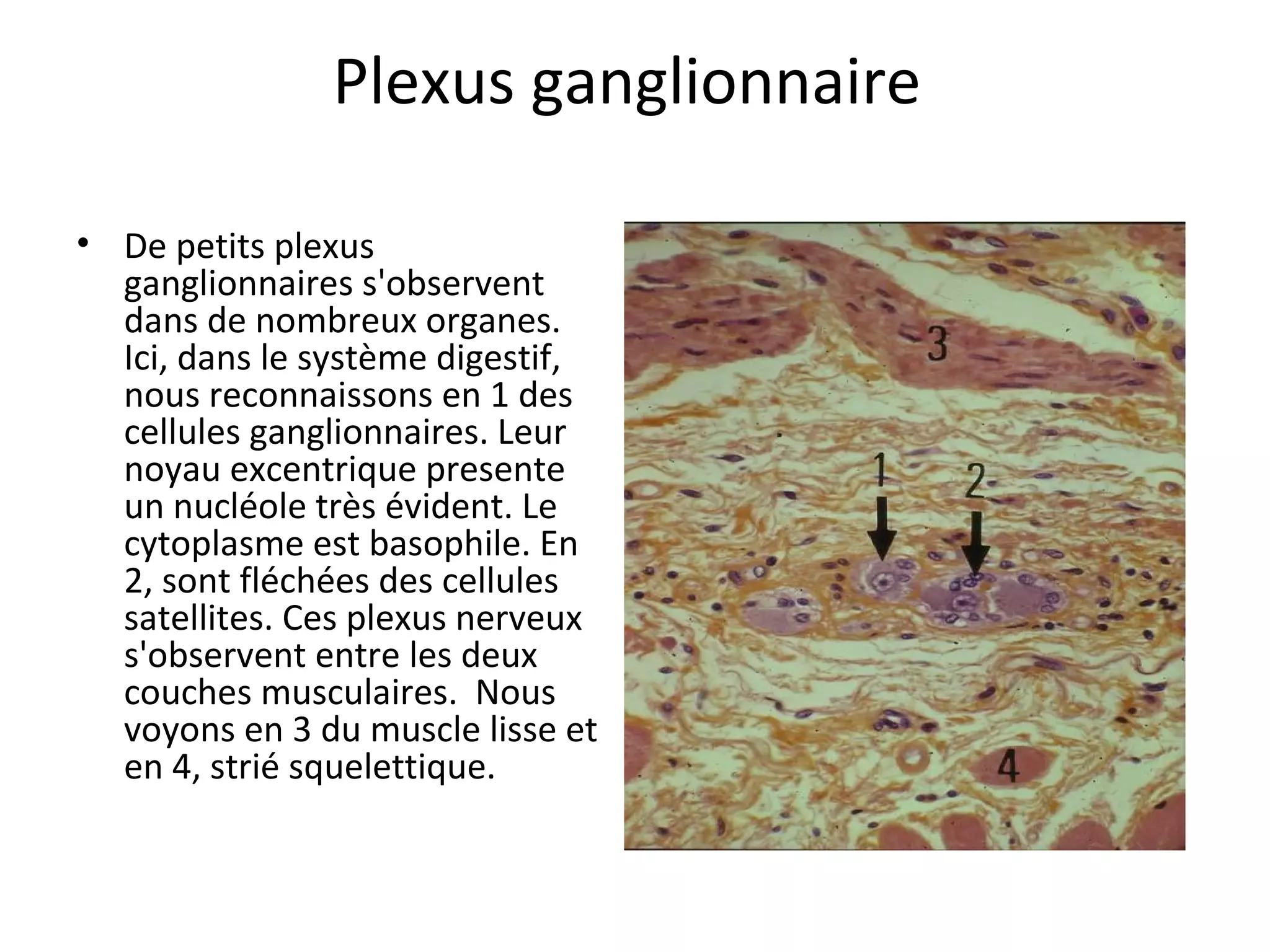 Plexus ganglionnaire
• De petits plexus
ganglionnaires s'observent
dans de nombreux organes.
Ici, dans le système digestif,
nous reconnaissons en 1 des
cellules ganglionnaires. Leur
noyau excentrique presente
un nucléole très évident. Le
cytoplasme est basophile. En
2, sont fléchées des cellules
satellites. Ces plexus nerveux
s'observent entre les deux
couches musculaires. Nous
voyons en 3 du muscle lisse et
en 4, strié squelettique.
 