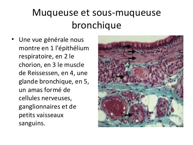 Systeme respiratoire