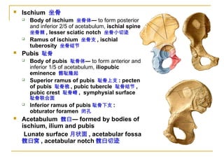 Systemic Anatomy_01_Chinese University_ Osteology.ppt