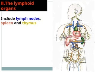 Lymphatic System Chinese Chart.pdf Systemic Anatomy_13_ Chinese University_LymphaticSystem.ppt