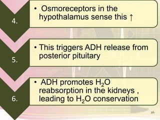 26
4.
• Osmoreceptors in the
hypothalamus sense this ↑
5.
• This triggers ADH release from
posterior pituitary
6.
• ADH promotes H2O
reabsorption in the kidneys ,
leading to H2O conservation
 