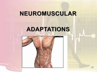 NEUROMUSCULAR
ADAPTATIONS
27
 