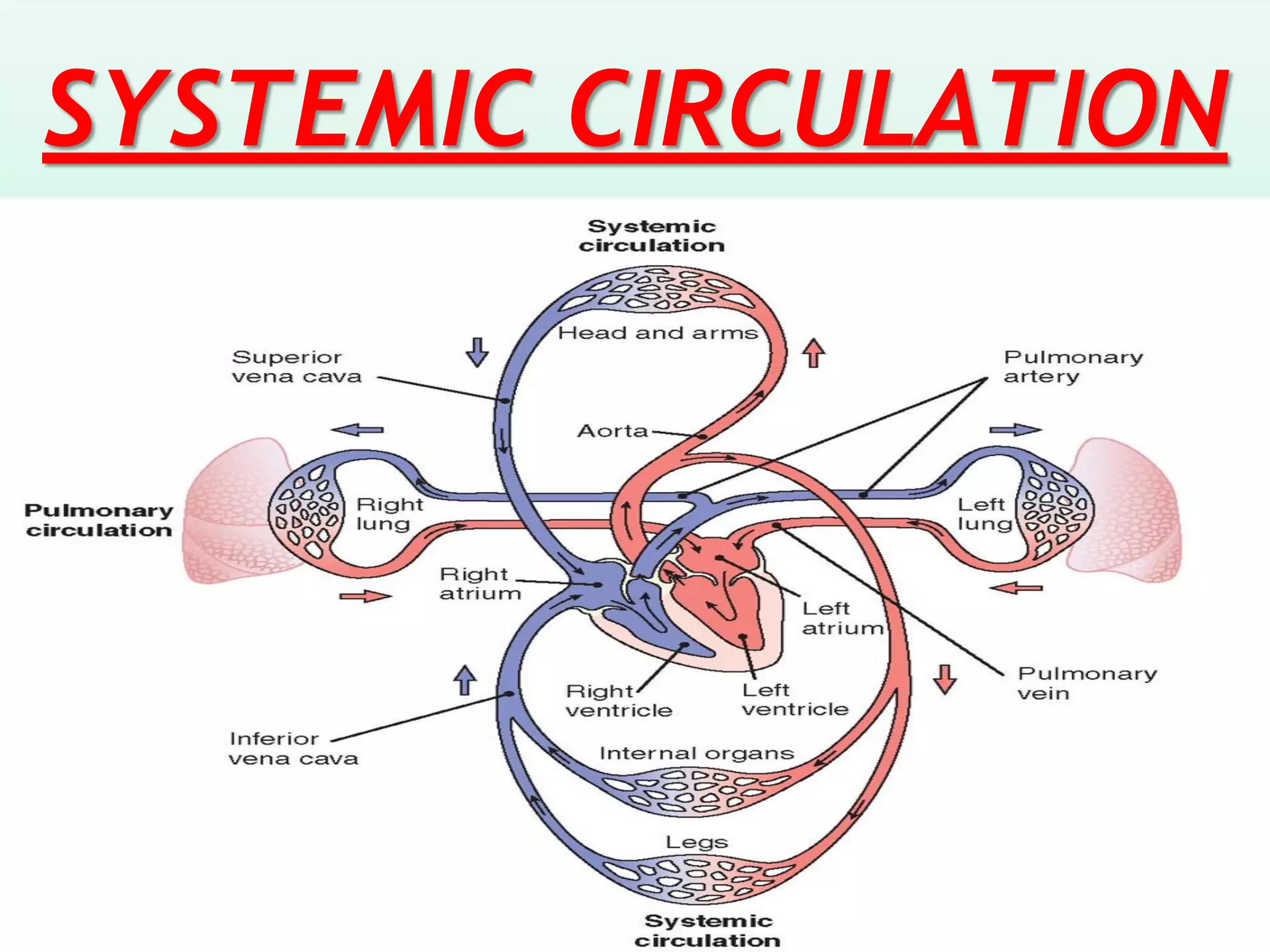 Systemic And Pulmonary Circulation pdf