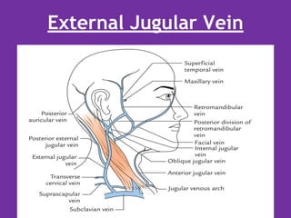External Jugular Vein
 