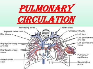 Pulmonary
CIRCULATION
 