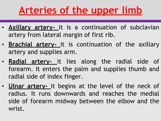 Arteries of the upper limb
• Axillary artery- it is a continuation of subclavian
artery from lateral margin of first rib.
• Brachial artery- it is continuation of the axillary
artery and supplies arm.
• Radial artery- it lies along the radial side of
forearm. It enters the palm and supplies thumb and
radial side of index finger.
• Ulnar artery- it begins at the level of the neck of
radius. It runs downwards and reaches the medial
side of forearm midway between the elbow and the
wrist.
 
