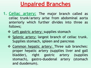 Unpaired Branches
1. Celiac artery: The major branch called as
celiac trunk/artery arise from abdominal aorta
anteriorly which further divides into three as
follows;
❖ Left gastric artery: supplies stomach
❖ Splenic artery: largest branch of celiac trunk.
Supplies stomach, spleen and pancreas
❖ Common hepatic artery: Three sub branches:
proper hepatic artery (supplies liver and gall
bladder), right gastric artery (supplies
stomach), gastro-duodenal artery (stomach
and duodenum).
 