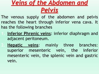 Veins of the Abdomen and
Pelvis
The venous supply of the abdomen and pelvis
reaches the heart through inferior vena cava. It
has the following branches
1. Inferior Phrenic veins: inferior diaphragm and
adjacent peritoneum.
2. Hepatic veins: mainly three branches:
superior mesenteric vein, the inferior
mesenteric vein, the splenic vein and gastric
vein.
 