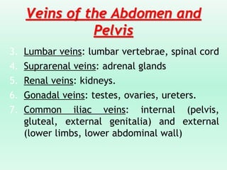 Veins of the Abdomen and
Pelvis
3. Lumbar veins: lumbar vertebrae, spinal cord
4. Suprarenal veins: adrenal glands
5. Renal veins: kidneys.
6. Gonadal veins: testes, ovaries, ureters.
7. Common iliac veins: internal (pelvis,
gluteal, external genitalia) and external
(lower limbs, lower abdominal wall)
 