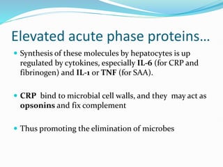 Elevated acute phase proteins…
 Synthesis of these molecules by hepatocytes is up
regulated by cytokines, especially IL-6 (for CRP and
fibrinogen) and IL-1 or TNF (for SAA).
 CRP bind to microbial cell walls, and they may act as
opsonins and fix complement
 Thus promoting the elimination of microbes
 