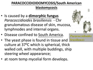 PARACOCCIDIOIDOMYCOSIS/South American
blastomycosis
• Is caused by a dimorphic fungus
Paracoccidioides brasiliensis - Chr
granulomatous disease of skin, mucosa,
lymphnodes and internal organs.
• Disease confined to South America.
• The yeast phase is found in tissue and
culture at 370C which is spherical, thick
walled cell, with multiple buddings, ship
steering wheel appearance;
• at room temp mycelial form develops.
Paracoccidioides
brasiliensis
 