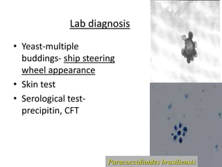 Lab diagnosis
• Yeast-multiple
buddings- ship steering
wheel appearance
• Skin test
• Serological test-
precipitin, CFT
Paracoccidioides brasiliensis
 