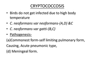 CRYPTOCOCCOSIS
• Birds do not get infected due to high body
temperature
• C. neoformans var neoformans-(A,D) &C
• C. neoformans var gatti-(B,C)
• Pathogenesis-
(a)Commonest form-self limiting pulmonary form,
Causing, Acute pneumonic type,
(d) Meningeal form.
 