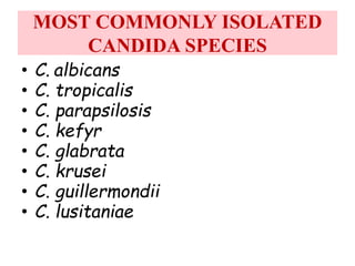 MOST COMMONLY ISOLATED
CANDIDA SPECIES
• C. albicans
• C. tropicalis
• C. parapsilosis
• C. kefyr
• C. glabrata
• C. krusei
• C. guillermondii
• C. lusitaniae
 
