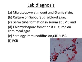 Lab diagnosis
(a) Microscopy-wet mount and Grams stain;
(b) Culture on Sabouraud’s/blood agar;
(c) Germ tube formation in serum at 370C and
(d) Chlamydospore fomation if cultured on
corn meal agar.
(e) Serology-immunodiffusion,CIE,ELISA
(f) PCR
 