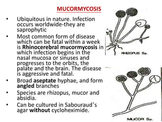 MUCORMYCOSIS
• Ubiquitous in nature. Infection
occurs worldwide-they are
saprophytic
• Most common form of disease
which can be fatal within a week
is Rhinocerebral mucormycosis in
which infection begins in the
nasal mucosa or sinuses and
progresses to the orbits, the
palate and the brain. The disease
is aggressive and fatal.
• Broad aseptate hyphae, and form
angled branches
• Species are rhizopus, mucor and
absidia.
• Can be cultured in Sabouraud’s
agar without cycloheximide.
 