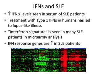 IFNs and SLE
•  IFNa levels seen in serum of SLE patients
• Treatment with Type 1 IFNs in humans has led
to lupus-like illness
• “Interferon signature” is seen in many SLE
patients in microarray analysis
• IFN response genes are  in SLE patients
 