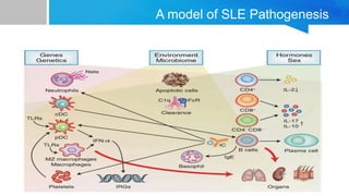 A model of SLE Pathogenesis
 