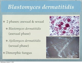 Blastomyces dermatitidis

            2 phases: asexual & sexual

                Blastomyces dermatitidis
                (asexual phase)

                Ajellomyces dermatitidis
                (sexual phase)

          Dimorphic fungus

Wednesday, January 11, 2012
 