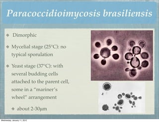Paracoccidioimycosis brasiliensis

            Dimorphic

          Mycelial stage (25°C): no
          typical sporulation

          Yeast stage (37°C): with
          several budding cells
          attached to the parent cell,
          some in a “mariner’s
          wheel” arrangement

                about 2-30μm

Wednesday, January 11, 2012
 