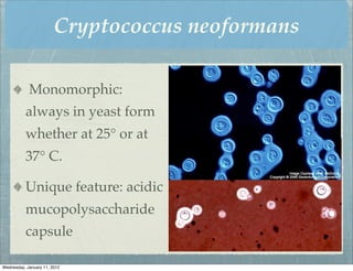 Cryptococcus neoformans

            Monomorphic:
          always in yeast form
          whether at 25° or at
          37° C.

          Unique feature: acidic
          mucopolysaccharide
          capsule

Wednesday, January 11, 2012
 