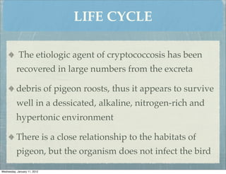 LIFE CYCLE

            The etiologic agent of cryptococcosis has been
          recovered in large numbers from the excreta

          debris of pigeon roosts, thus it appears to survive
          well in a dessicated, alkaline, nitrogen-rich and
          hypertonic environment

          There is a close relationship to the habitats of
          pigeon, but the organism does not infect the bird

Wednesday, January 11, 2012
 