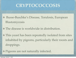 CRYPTOCOCCOSIS

            Busse-Buschke’s Disease, Torulosis, European
          Blastomycosis

          The disease is worldwide in distribution.

          This yeast has been repeatedly isolated from sites
          inhabited by pigeons, particularly their roosts and
          droppings.

          Pigeons are not naturally infected.
Wednesday, January 11, 2012
 