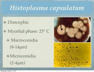 Histoplasma capsulatum

            Dimorphic

            Mycelial phase: 25° C

                  Macroconidia
                (8-14μm)

                Microconidia
                (2-4μm)
Wednesday, January 11, 2012
 