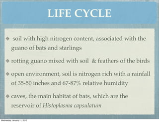 LIFE CYCLE

            soil with high nitrogen content, associated with the
          guano of bats and starlings

          rotting guano mixed with soil & feathers of the birds

          open environment, soil is nitrogen rich with a rainfall
          of 35-50 inches and 67-87% relative humidity

          caves, the main habitat of bats, which are the
          reservoir of Histoplasma capsulatum

Wednesday, January 11, 2012
 