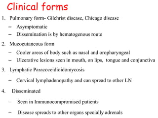 Clinical forms
1. Pulmonary form- Gilchrist disease, Chicago disease
– Asymptomatic
– Dissemination is by hematogenous route
2. Mucocutaneous form
– Cooler areas of body such as nasal and oropharyngeal
– Ulcerative lesions seen in mouth, on lips, tongue and conjunctiva
3. Lymphatic Paracoccidioidomycosis
– Cervical lymphadenopathy and can spread to other LN
4. Disseminated
– Seen in Immunocompromised patients
– Disease spreads to other organs specially adrenals
 